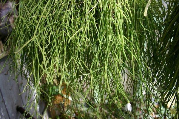 http://www.cloudjungle.com/cloudjungle/Cactaceae/Rhipsalis/Rhipsalis aff campos-portoana detail.jpg